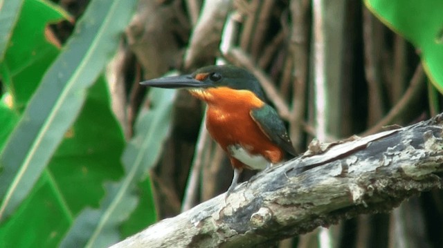 American Pygmy Kingfisher - ML200924311