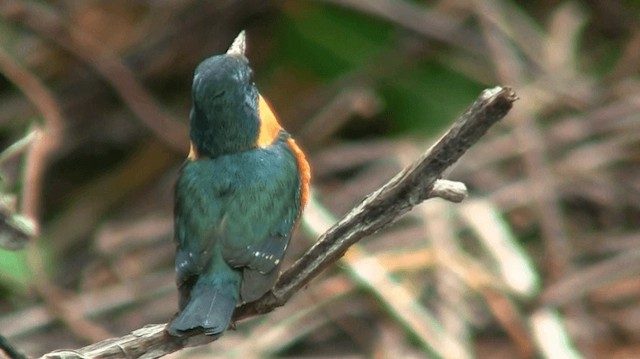 American Pygmy Kingfisher - ML200924321