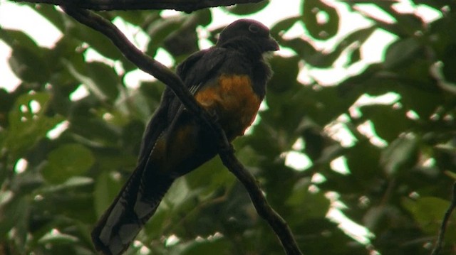 Green-backed Trogon - ML200924331