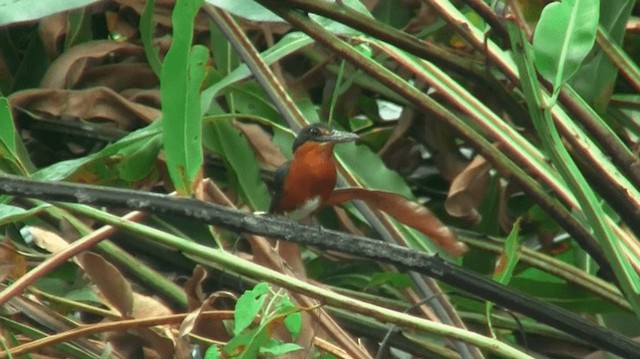 Martin-pêcheur nain - ML200924381