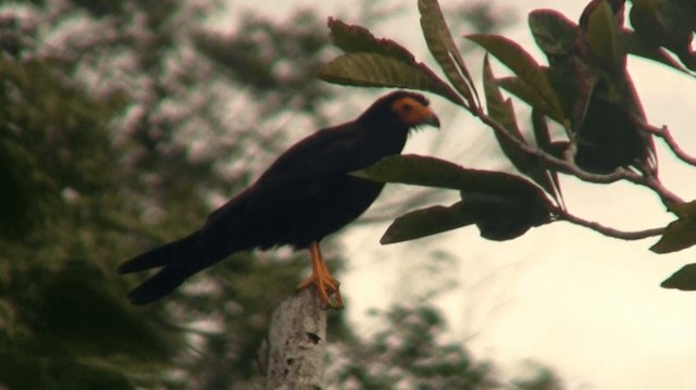 Caracara noir - ML200924401