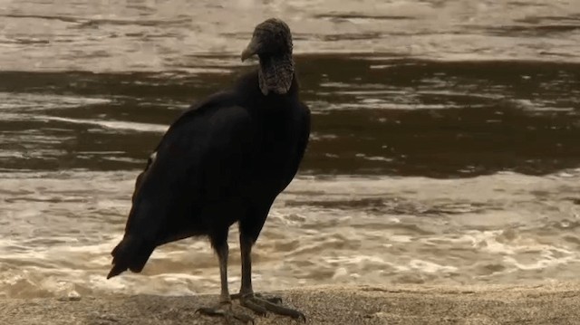 Black Vulture - ML200924421