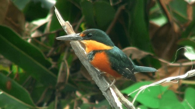 Martin-pêcheur nain - ML200924451