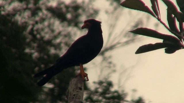 Black Caracara - ML200924461