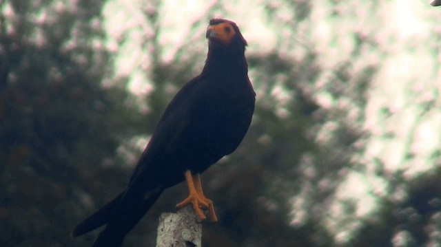 Caracara noir - ML200924471