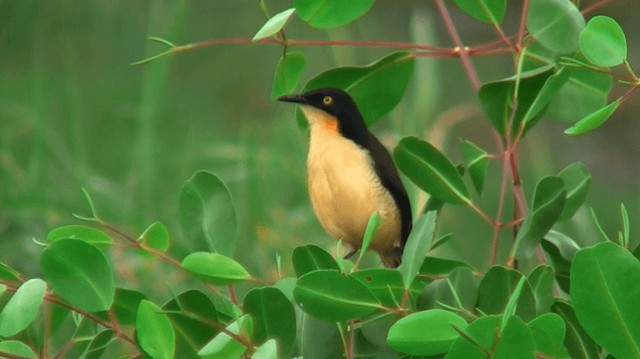 Donacobe à miroir - ML200924511