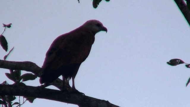 Black-collared Hawk - ML200924541