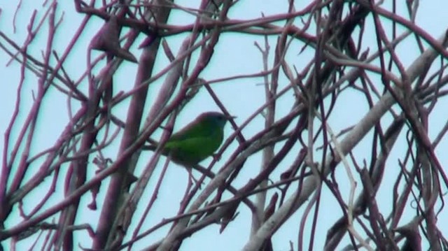 Dacnis Azul - ML200924591