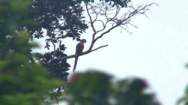 Blue-and-yellow Macaw - ML200924601