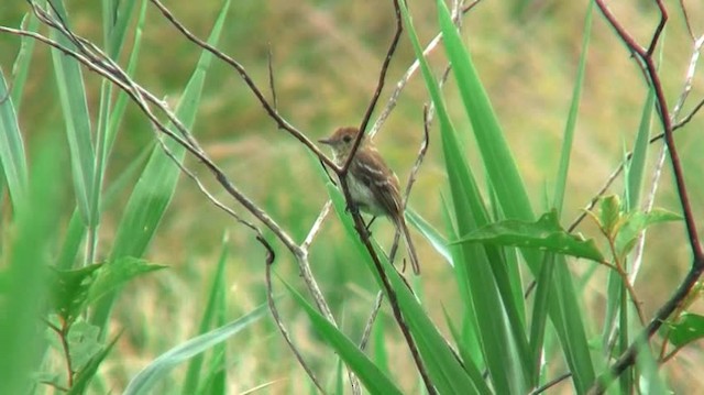 Bran-colored Flycatcher - ML200924651