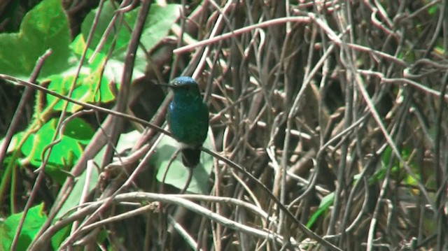 Esmeralda Coliazul - ML200924701