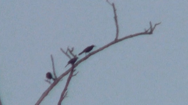 Quiscale merle - ML200924761