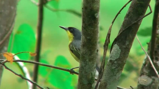 Common Tody-Flycatcher (cinereum Group) - ML200924831