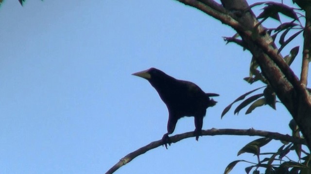 Cassique huppé - ML200924841