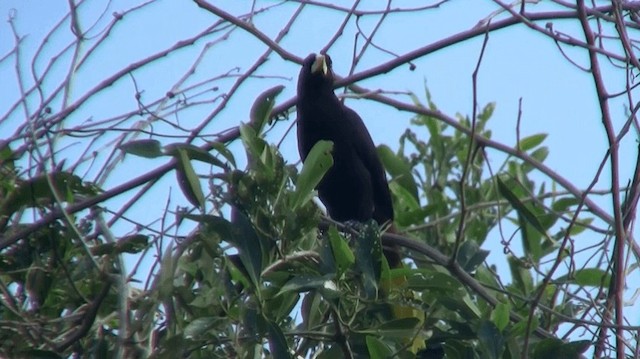 Cassique huppé - ML200924851