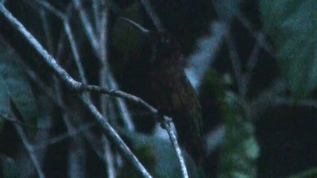 Colibrí Topacio - ML200924861