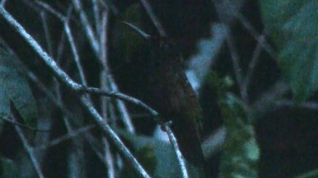 Colibrí Topacio - ML200924871