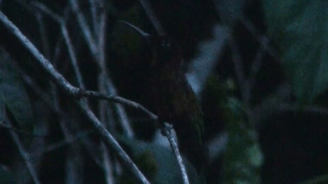 Colibrí Topacio - ML200924881