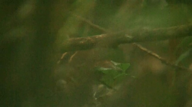 Ferruginous-backed Antbird - ML200924951