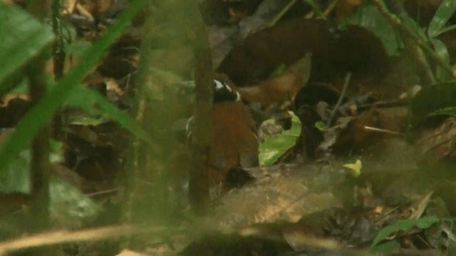 Ferruginous-backed Antbird - ML200924961