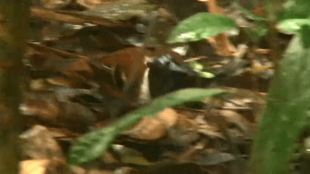 Ferruginous-backed Antbird - ML200924971