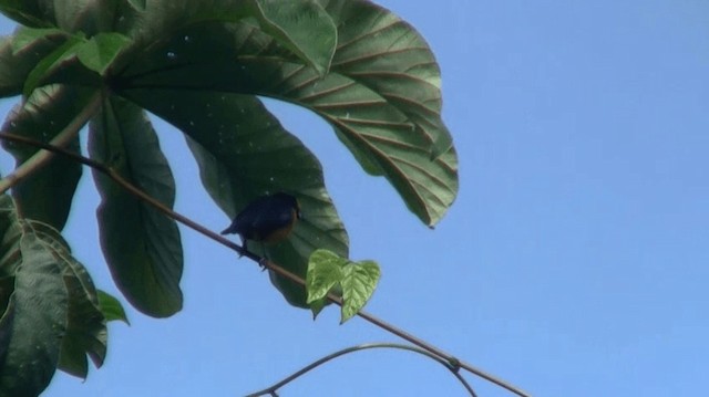 Finsch's Euphonia - ML200924991