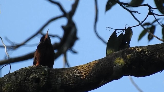 White-eared Jacamar - ML200925011