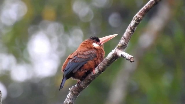 White-eared Jacamar - ML200925021