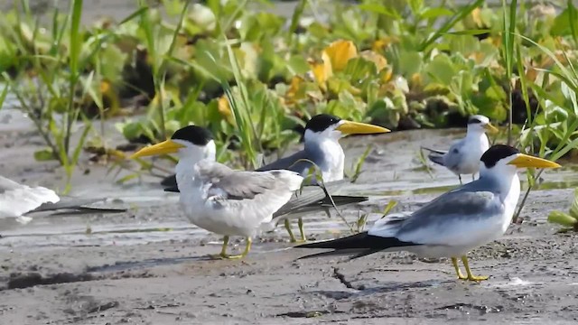 Yellow-billed Tern - ML200925031