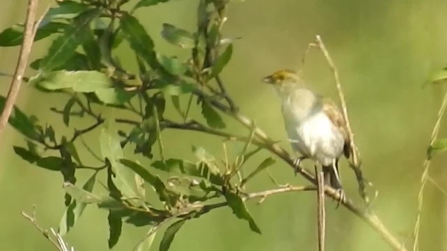 Yellow-browed Sparrow - ML200925041