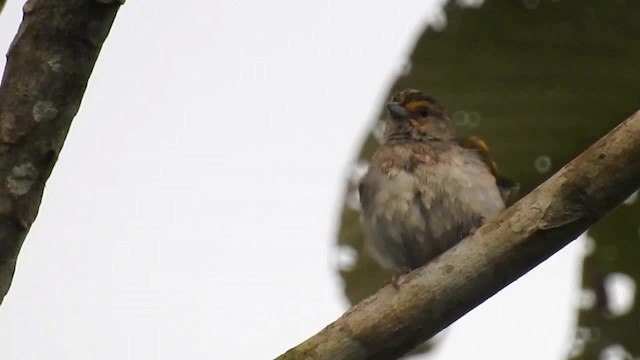 Yellow-browed Sparrow - ML200925051