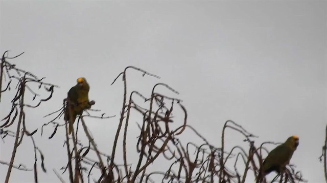 Amazona Real - ML200925061