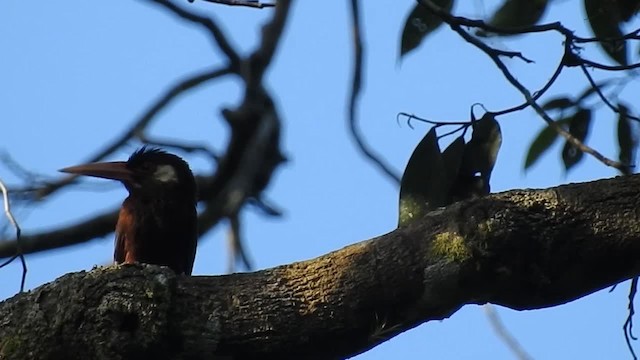 White-eared Jacamar - ML200925071