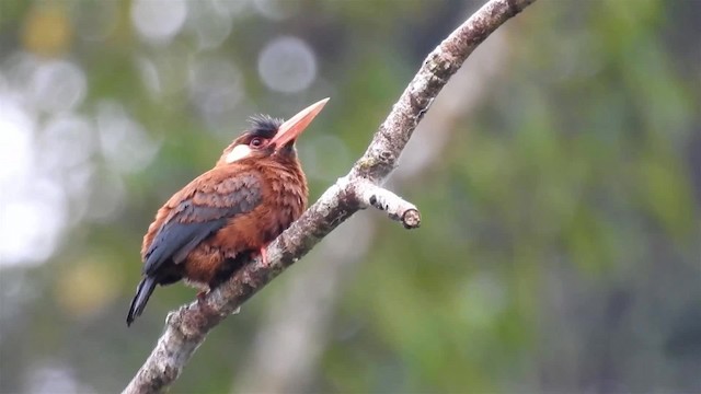 White-eared Jacamar - ML200925081