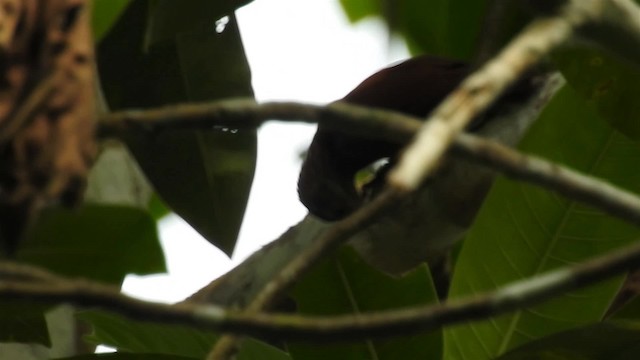 Zimmer's Woodcreeper - ML200925091