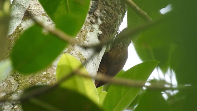 Zimmer's Woodcreeper - ML200925101