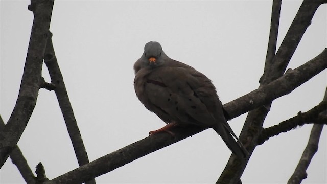 Croaking Ground Dove - ML200925221