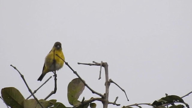 Hooded Siskin - ML200925311