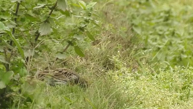 Peruvian Meadowlark - ML200925461