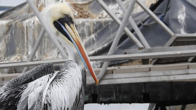 Peruvian Pelican - ML200925471