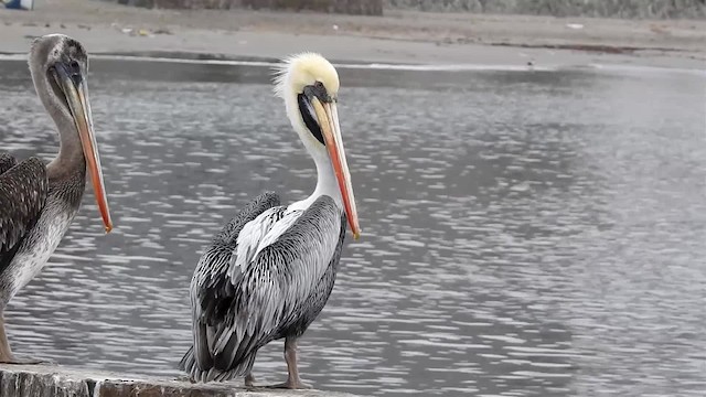 Peruvian Pelican - ML200925481