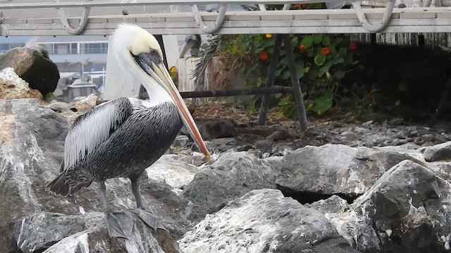 Peruvian Pelican - ML200925491