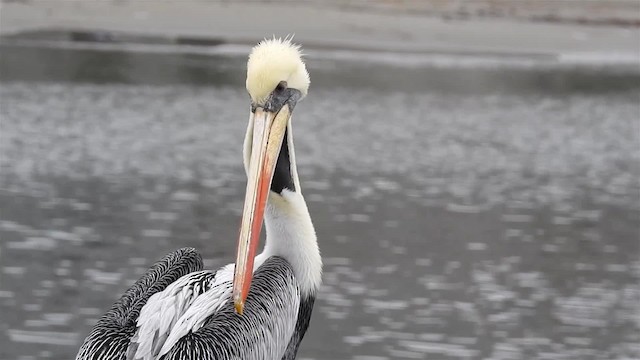 Peruvian Pelican - ML200925501