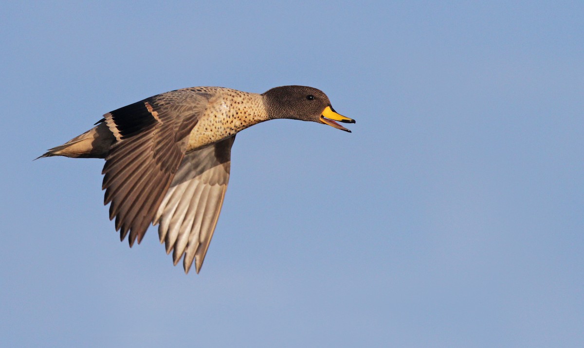 Yellow-billed Teal - Ian Davies
