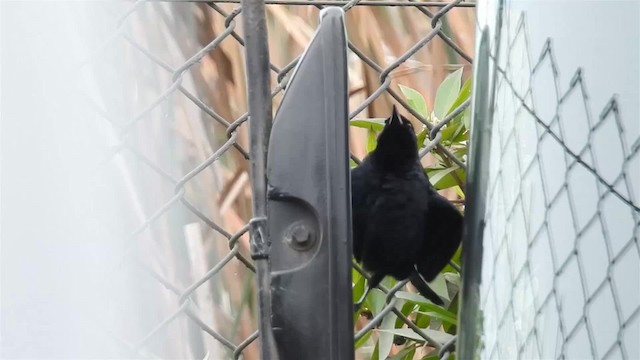 Scrub Blackbird - ML200925551