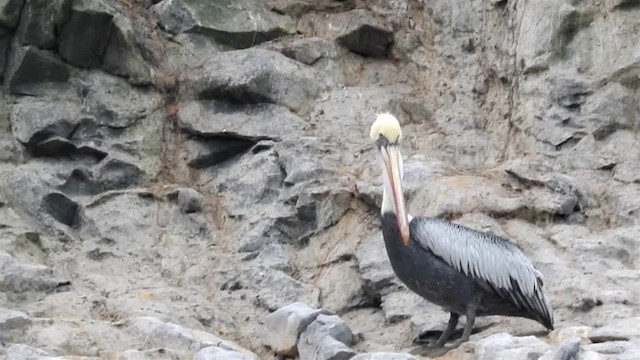 Peruvian Pelican - ML200925601