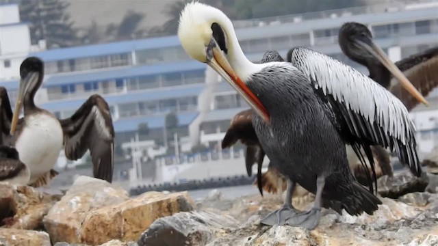 Peruvian Pelican - ML200925611