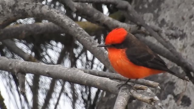 Vermilion Flycatcher (obscurus Group) - ML200925641