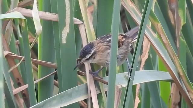 Wren-like Rushbird - ML200925691