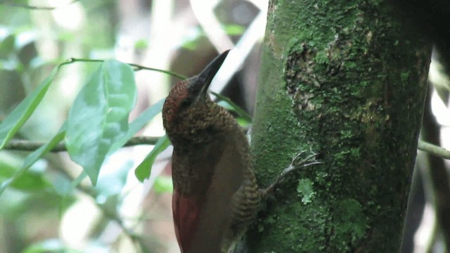 Northern Barred-Woodcreeper - ML200925731